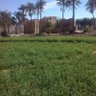احمد ناصر العولقي 的头像