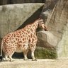Profilbild von Short giraffe
