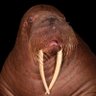 Profilbild von Frank Carson