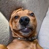 Ron Howell's profile picture