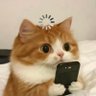 Profilbild von 丫丫ʕ·ᴥ·ʔฅ