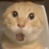 Profilbild von Woce