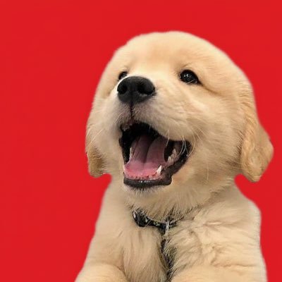 mxnkitt's profile picture