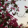 Фото профиля بتول العبدالله