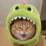 あずきねこ🎽 profil fotoğrafı