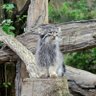 Фото профиля Fussel 😼