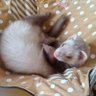 AOI profil fotoğrafı