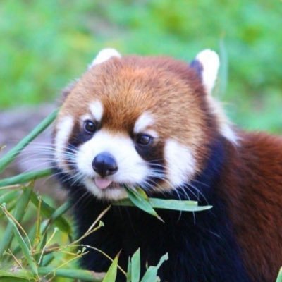 ねむち's profile picture