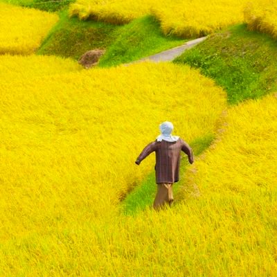 楚狂's profile picture