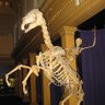 skeletoncool 的头像