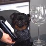 WoOf wOof 🐾's profile picture