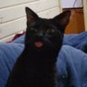Gato Incel's profile picture