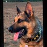 Profilbild von 🇺🇸MagnificentBitch, PhD🐾