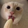 Profilbild von karatjuice