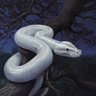 𓆗 white snake 𓆗 profil fotoğrafı
