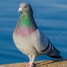 Profilbild von Grassley’s_pidgin