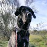 Siete Calaveras's profile picture