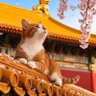 lingyuqin profil fotoğrafı