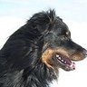 Фото профиля ShepherdsNotWolves76