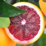 BloodOrange's profile picture