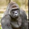 HarambeNYC 的头像