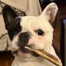 Frenchie lover's profile picture