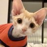 壹肆呀 profil fotoğrafı