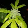 Фото профиля GHC_purpleboyz
