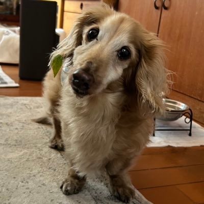 老ダックスフントなっちゃん's profile picture