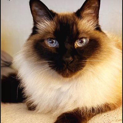 _virtualreality's profile picture