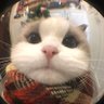 adam probably ☁️🐇|🦦's profile picture