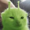 meowritz 的头像