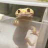 Yiluosi's profile picture
