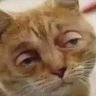 Imper Johnson's profile picture