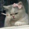𝕰 𝖛 𝖆 ✨ ☰^•^☰ profil fotoğrafı