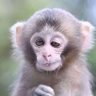 میمون مست's profile picture