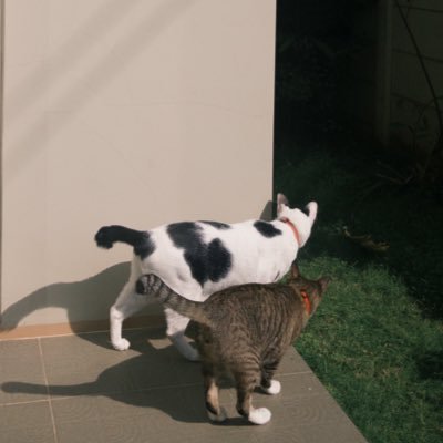 Fonn_AraLe's profile picture