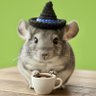 Profilbild von Chinchilla Haton Linda