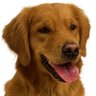 Goldie's profile picture