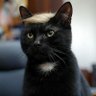 LynyrdsMom's profile picture