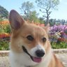 クニチャン、ココ's profile picture