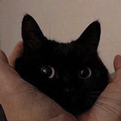 🦔's profile picture