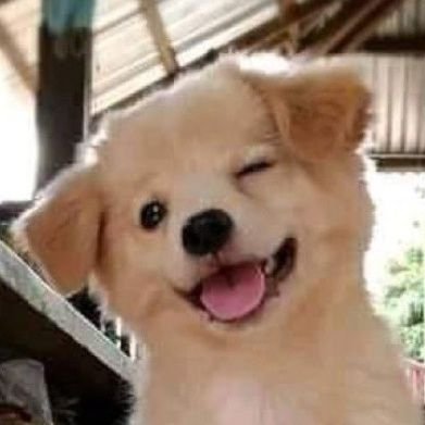 푸딩's profile picture