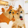 Profilbild von Shibu