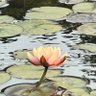 Фото профиля Sunil Menon 🙏🇮🇳