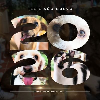 Fundación Damas Colombia 🇨🇴's profile picture