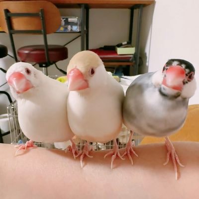 nico's profile picture