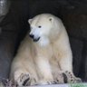 小プーさん(コプーさん) profil fotoğrafı