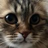 AlPilotov's profile picture