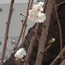 スモモモモモも 的头像